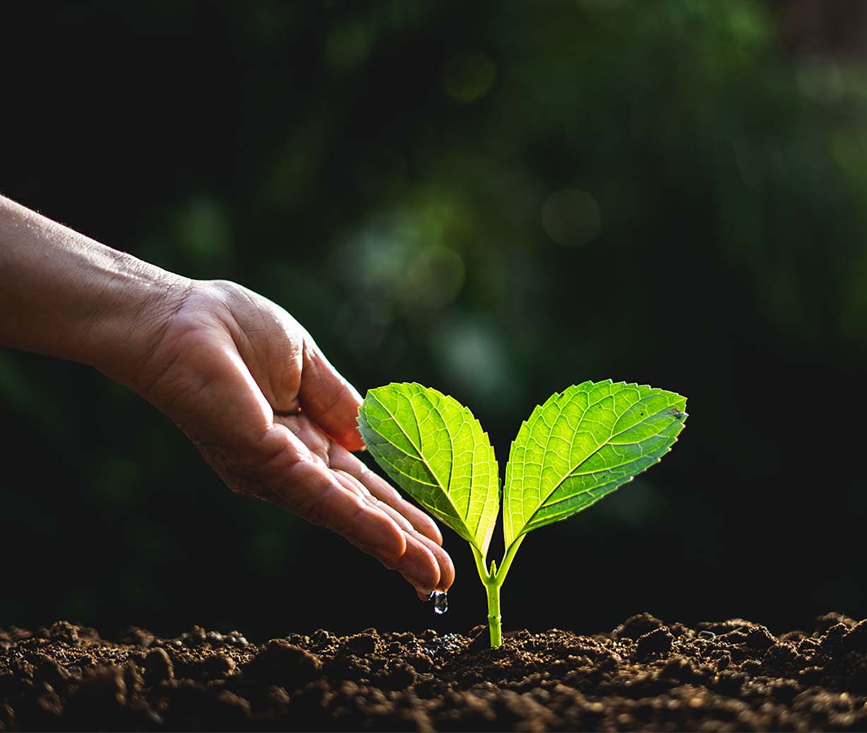 صورة المقالة