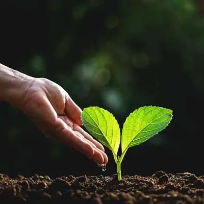 تنفيذ برنامج دعم المزارعين المحليين 