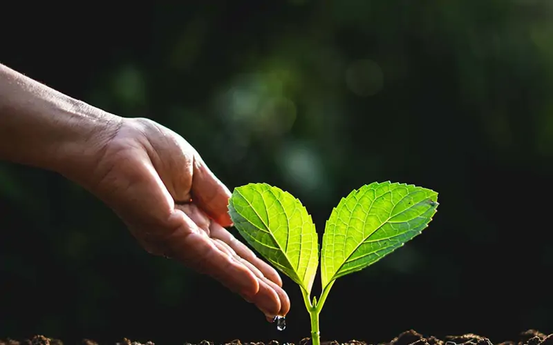 صورة المقالة